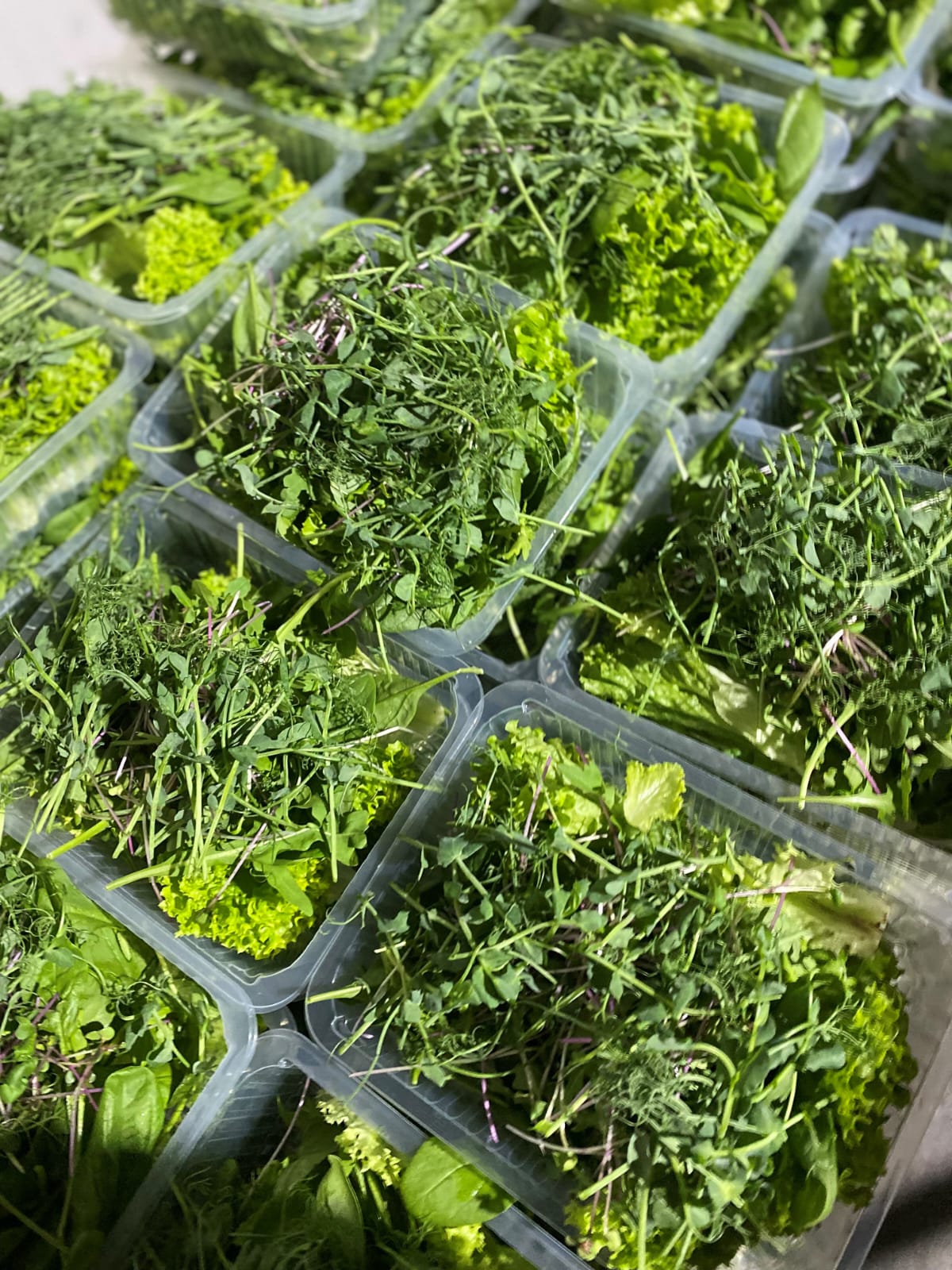 leafy greens in CEA.jpg
